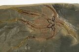 Detailed Ordovician Brittle Star (Ophiura) - Morocco #322500-1